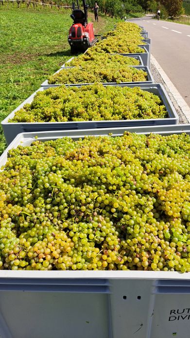 Müller Thurgau Trauben