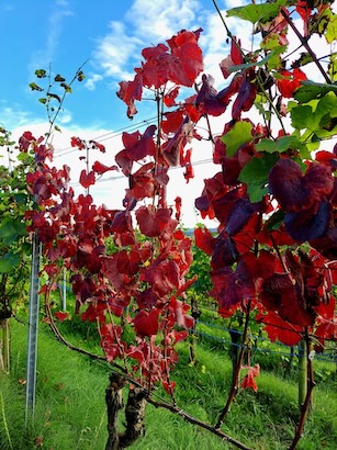 Schöne Farben im Rebberg