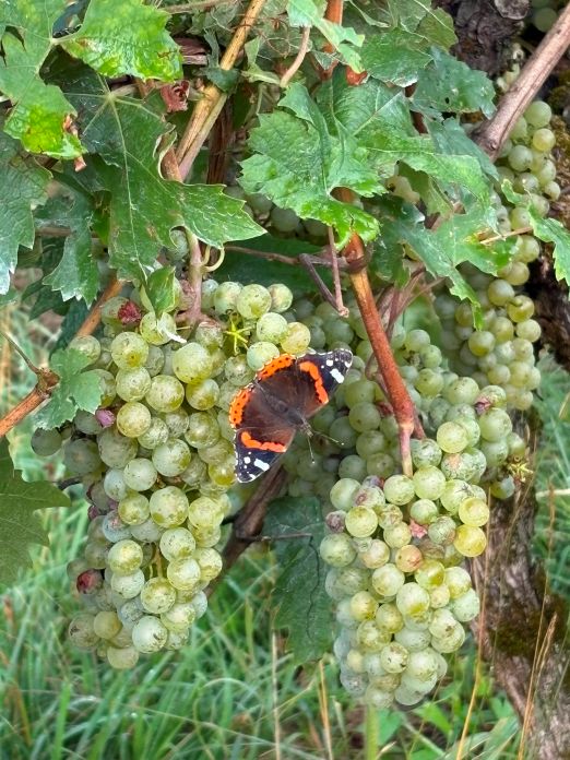 Auch die Schmetterlinge fühlen sich wohl im Rebberg