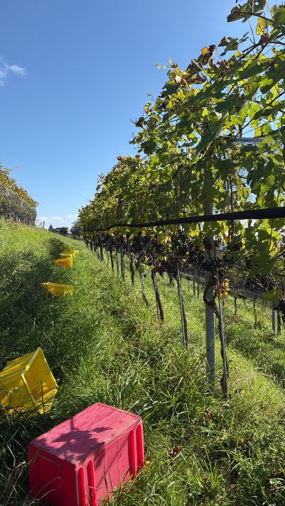 sooo schön im Rebberg