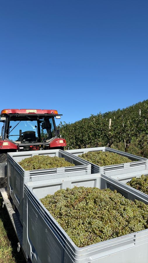 Müller Thurgau Trauben