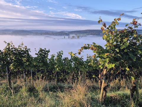 Wunderbare Stimmung im Rebberg