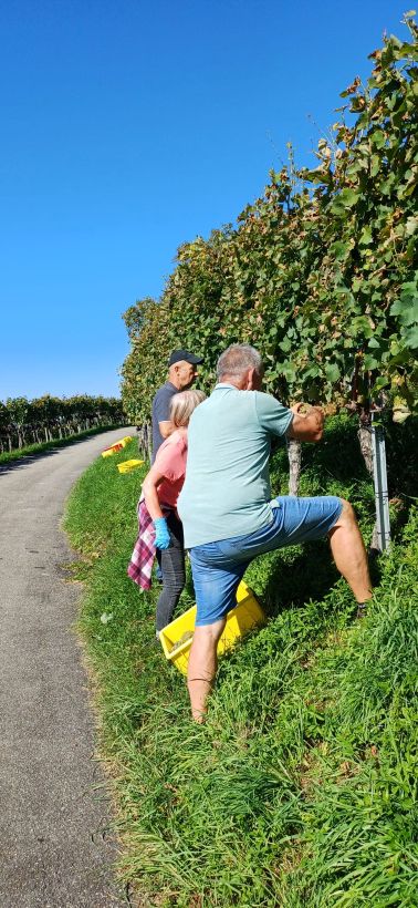Sauvignon Blanc wird hier geerntet
