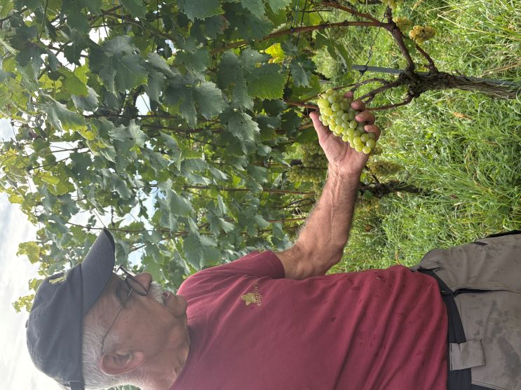 Markus zeigt die schönen Trauben
