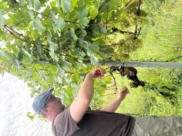 Oliver ist nicht nur im Keller anzutreffen, sondern auch im Rebberg