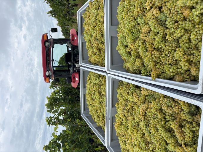 Unsere schönen Müller Thurgau Trauben