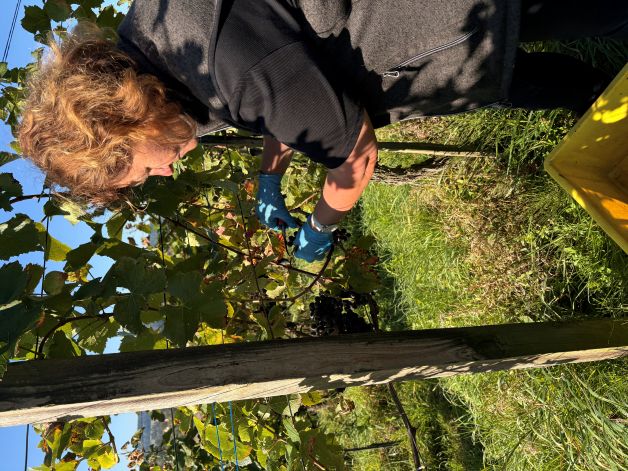 Therese beim Wümmen