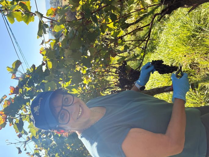 Vreni am Trauben schneiden