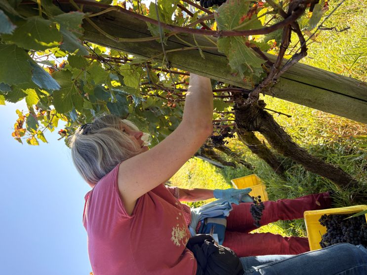 Regula sucht die Trauben ;-)