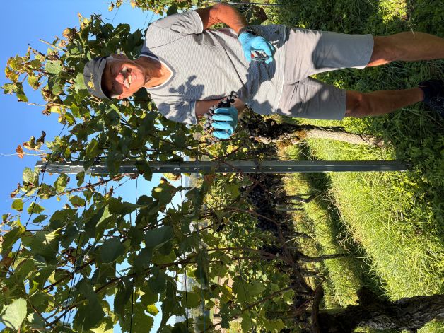 Bruno zeigt die schönen Trauben