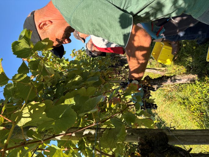 wümmen, wümmen, wümmen...