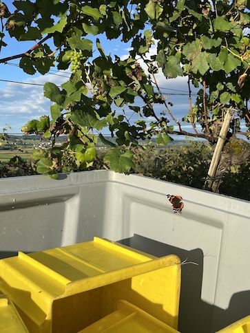 Schmetterling gesichtet